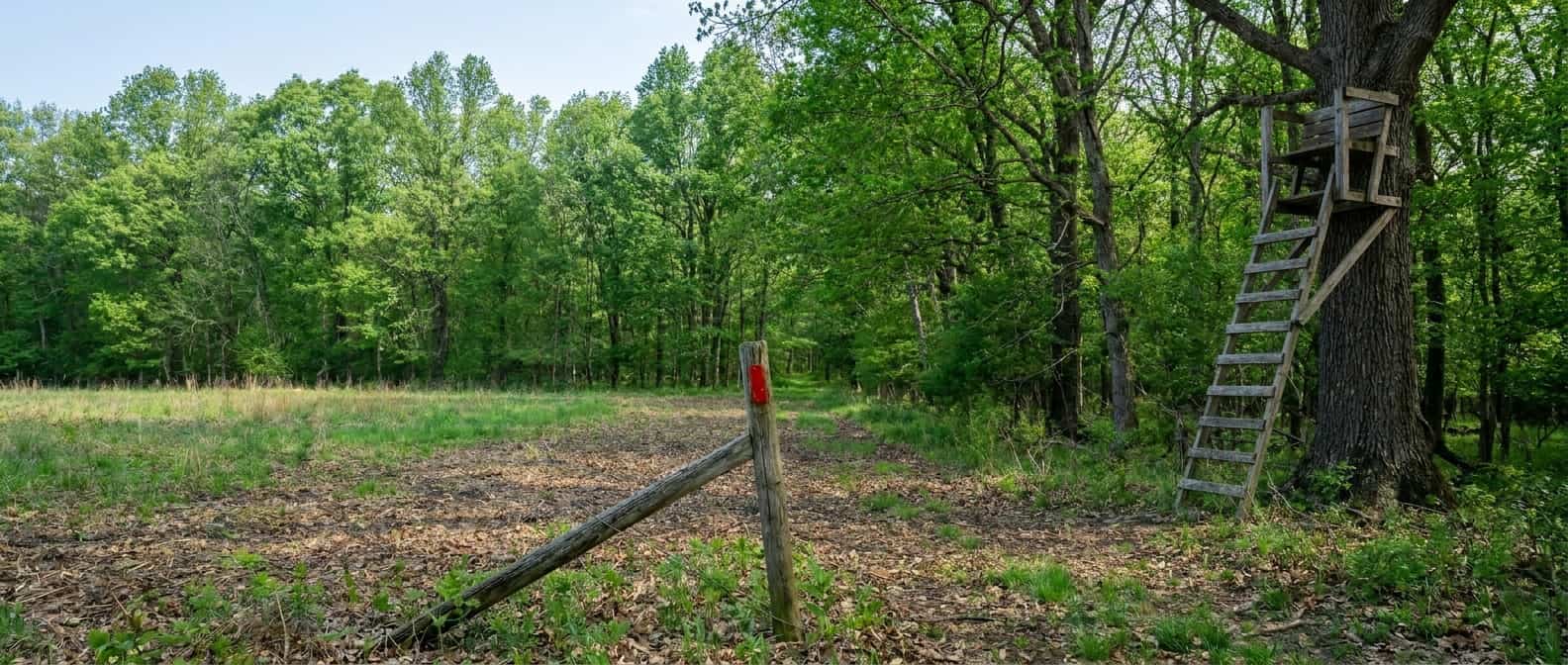 Empty ladder stand above a dense hardwood edge on a clear summer day